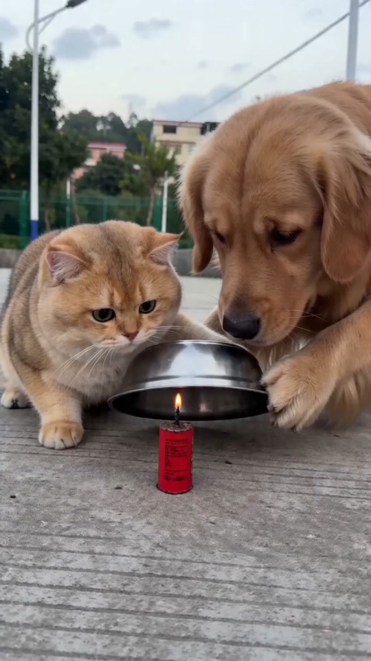 #pet #funnypets #cutecat #catsoftiktok #fyp thumbnail from TikTok