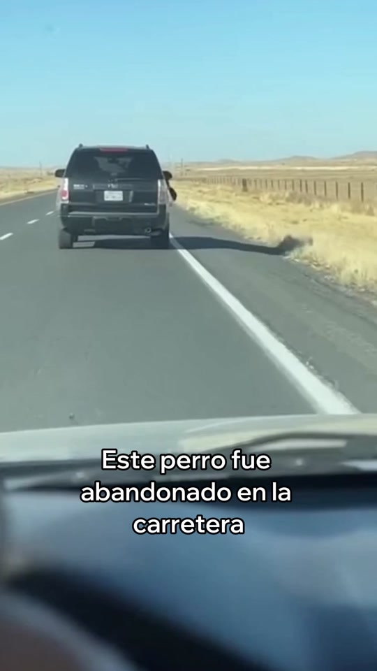 Adopté a Este Perro Abandonado thumbnail from TikTok