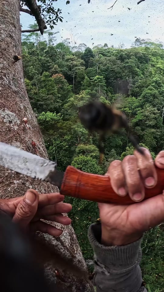 This is crazy BEEhavior 😳 POV from @Jajang Rusmana. thumbnail from TikTok