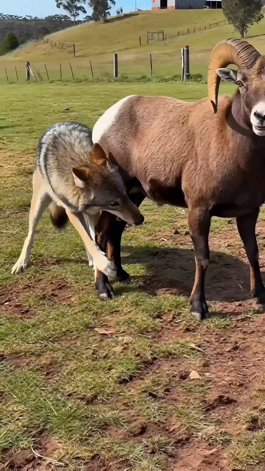 Sheep: Brother Ma, you're amazing! thumbnail from TikTok