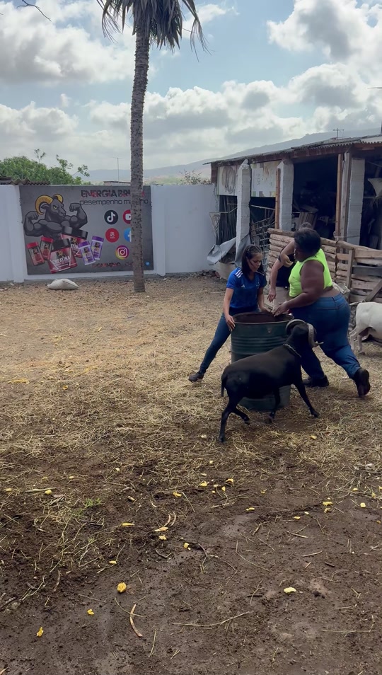 Savage goat 🐐 thumbnail from TikTok