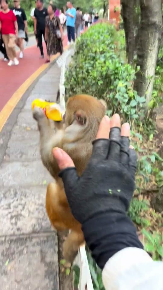 Funny monkeys 🤣🤣🤣 thumbnail from TikTok