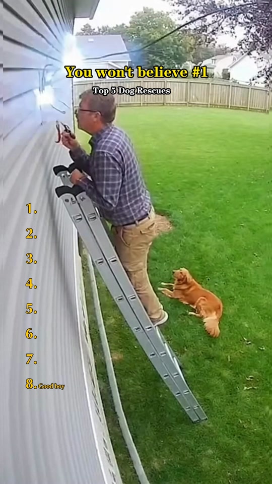#fyp #dogs #usa🇺🇸 thumbnail from TikTok