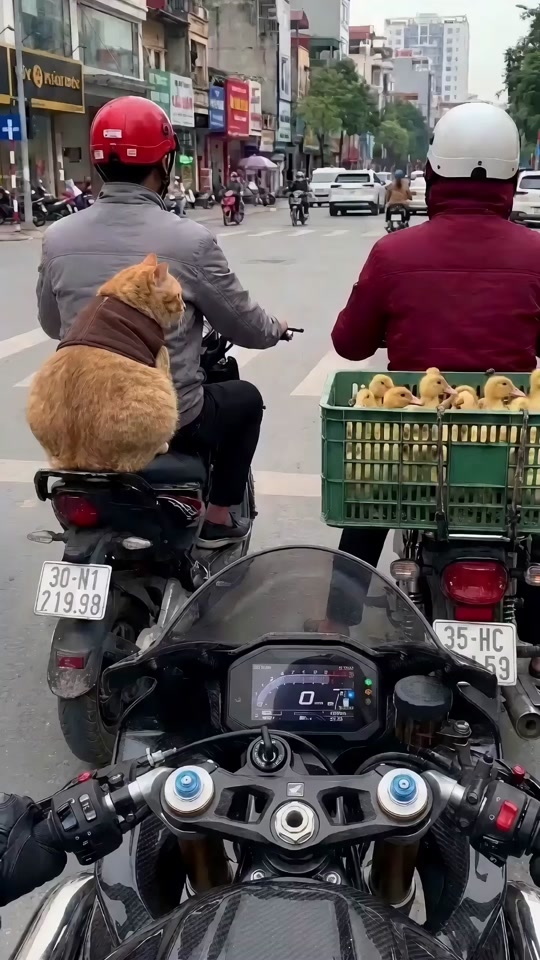 Do not own anything that is not yours thumbnail from TikTok