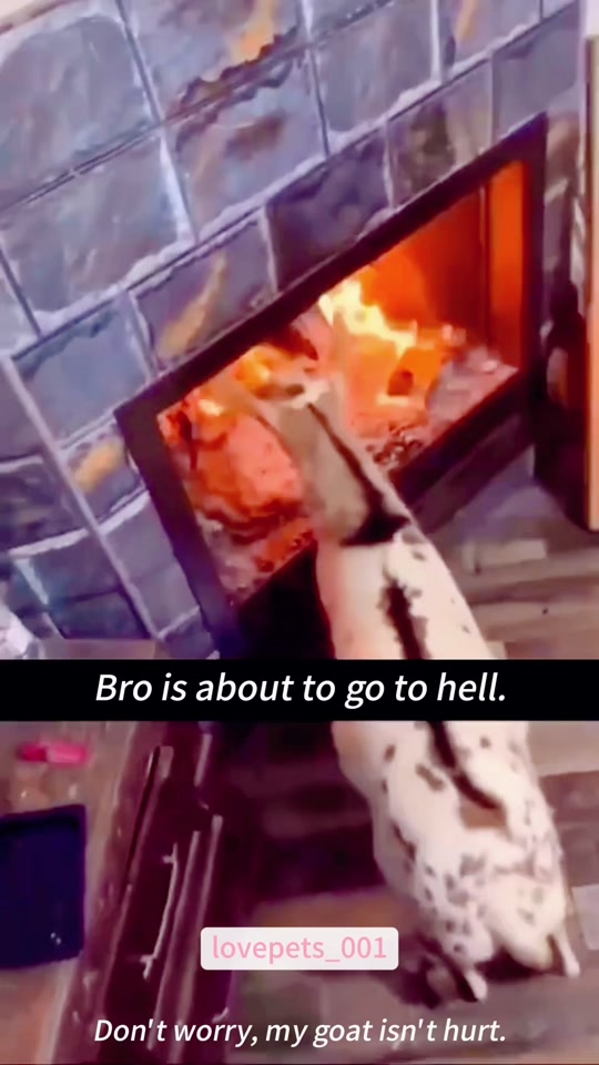 Crazy Goats.🤣🤣🤣 thumbnail from TikTok