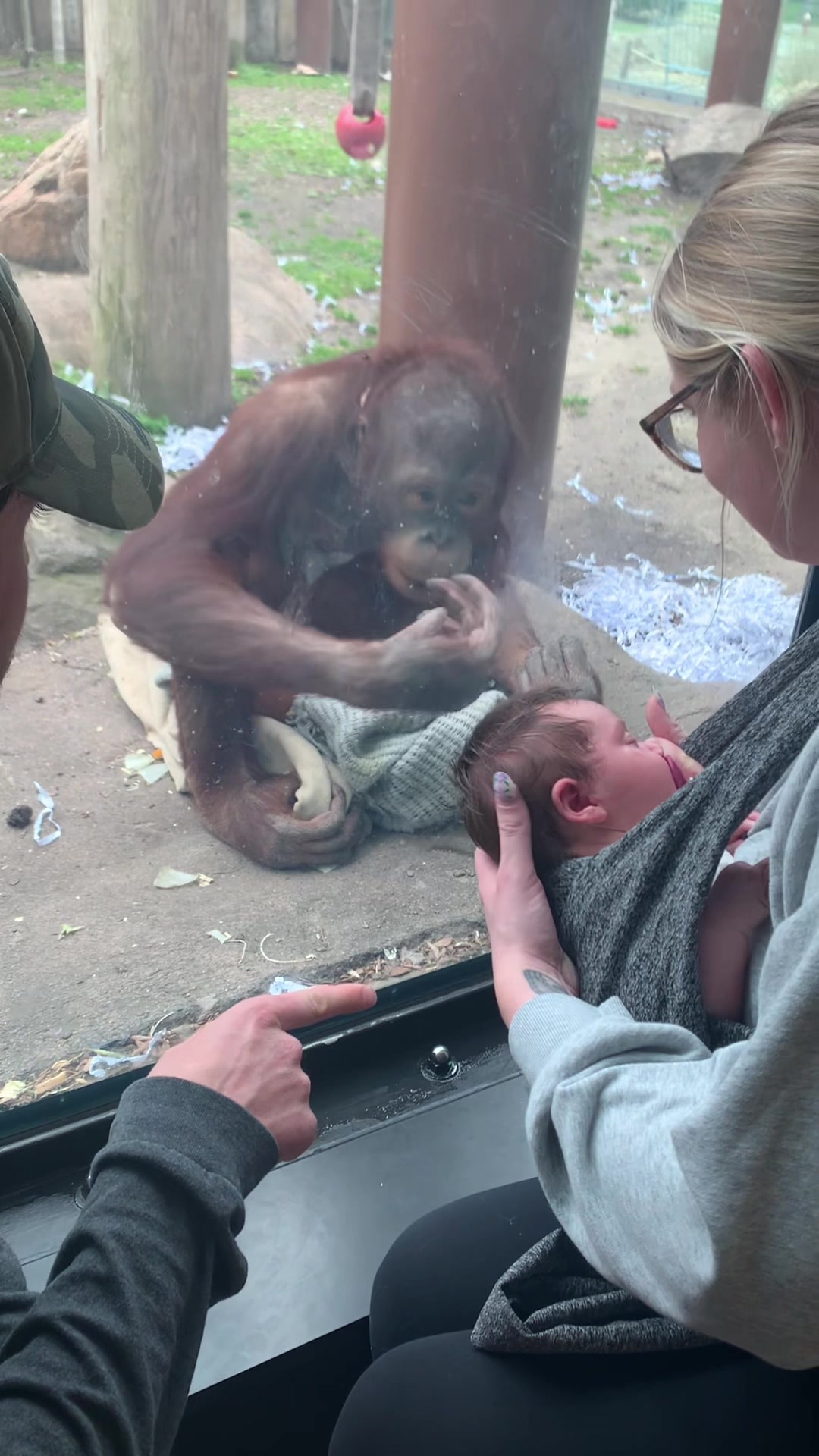 Primates man😂 #fyp #toledozoo #orangutan #newborn created by Brianna with Yu-Peng Chen & HOYO-MiX’s Welp, Didn't Expect That thumbnail from TikTok