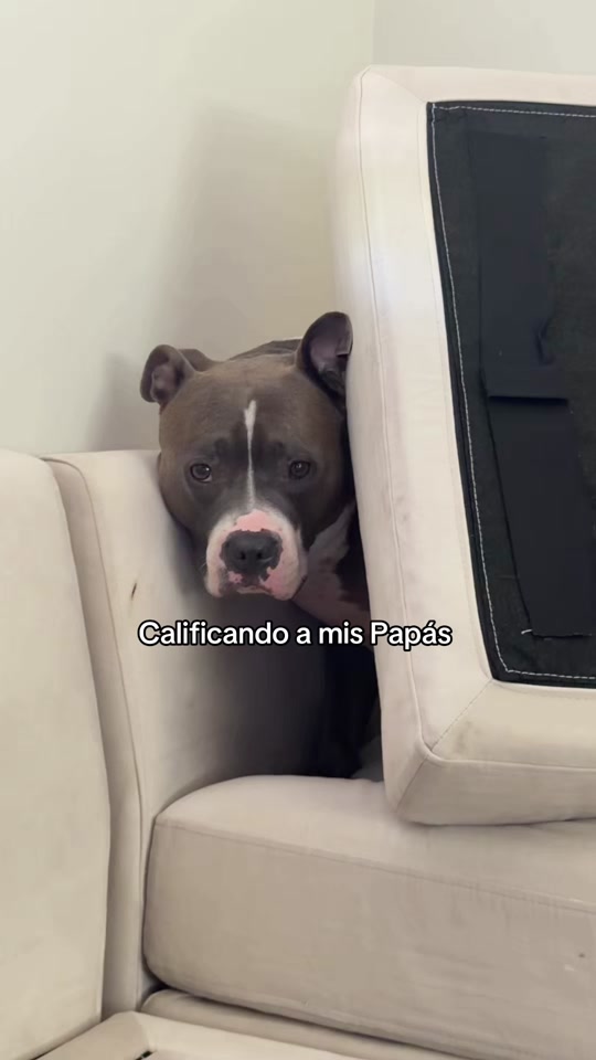 Calificando a mis Papás thumbnail from TikTok