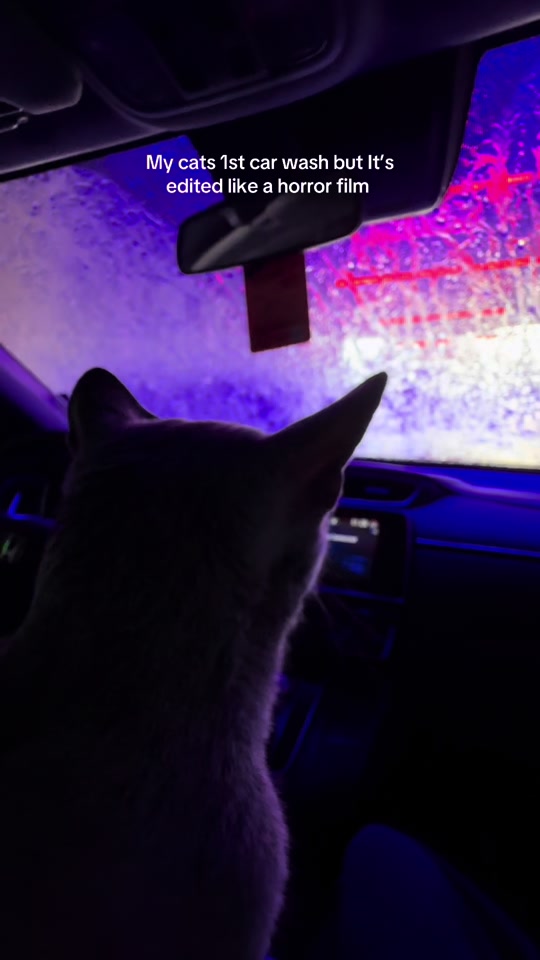 Follow cozy for more adventures! thumbnail from TikTok