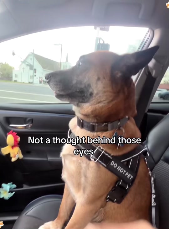 When you have a dramatic dog thumbnail from TikTok