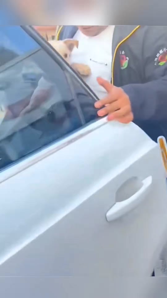 Unfortunate dog thumbnail from TikTok