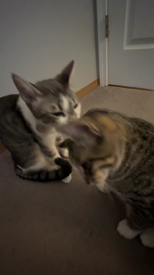 It couldn’t be THAT smelly thumbnail from TikTok