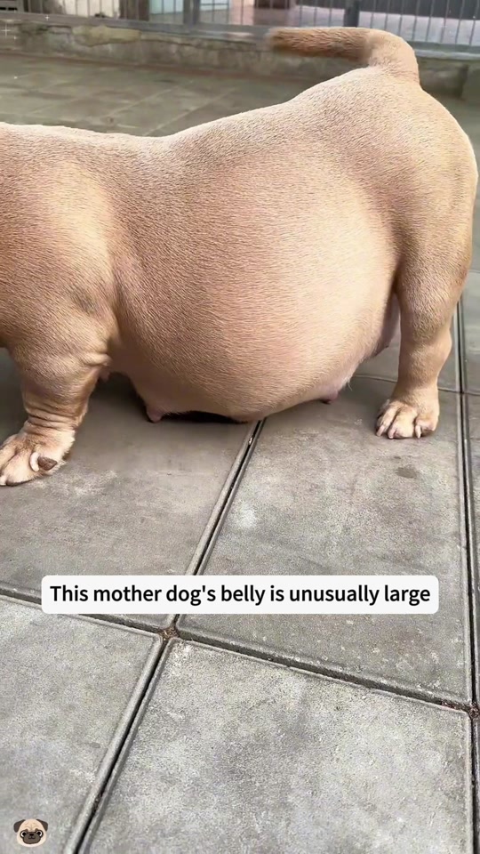 This mother dog's belly is unusually large thumbnail from TikTok