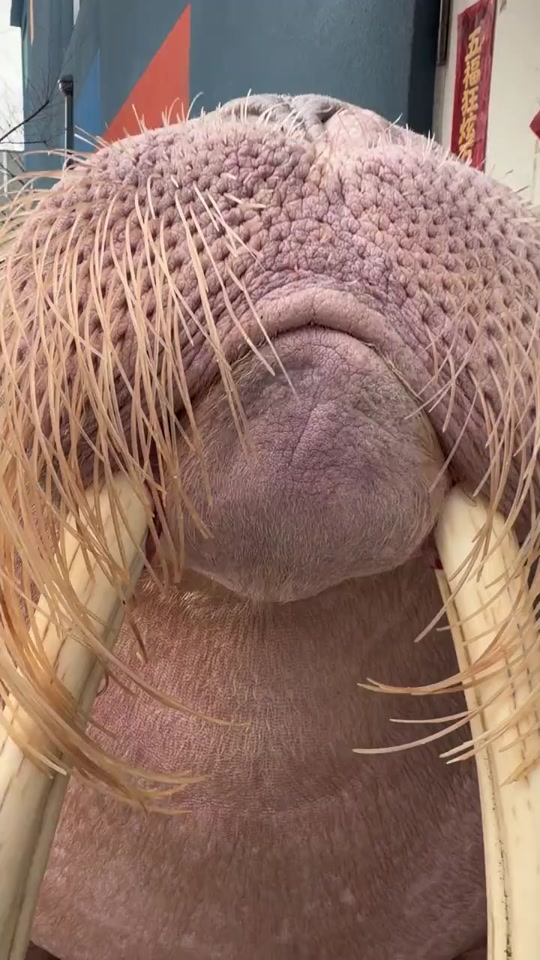 #walrus #viral #fyp thumbnail from TikTok
