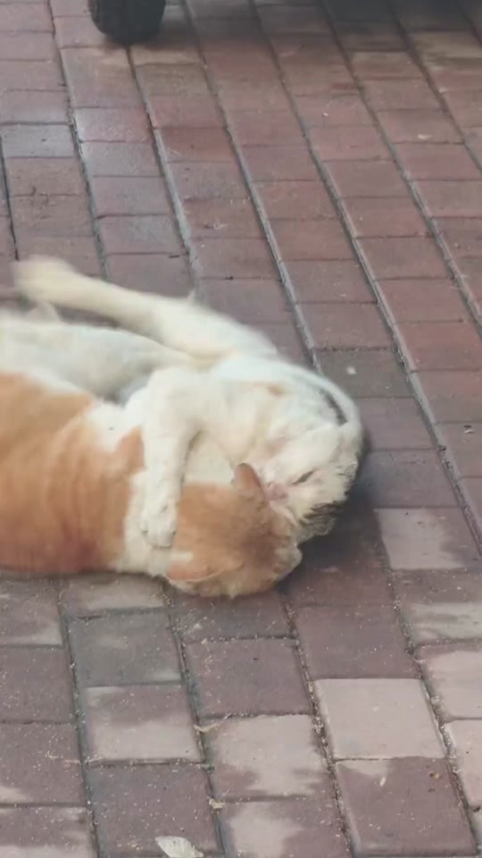 How to stop them? thumbnail from TikTok