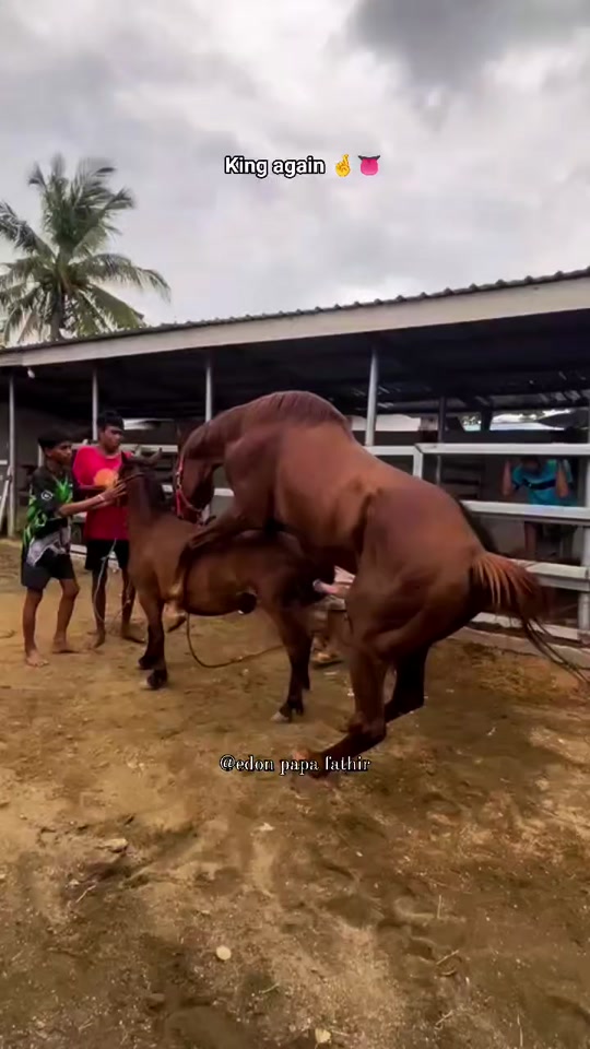 horse breeding season time thumbnail from TikTok
