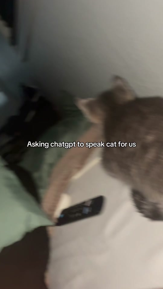 Speaking meow🐈 thumbnail from TikTok