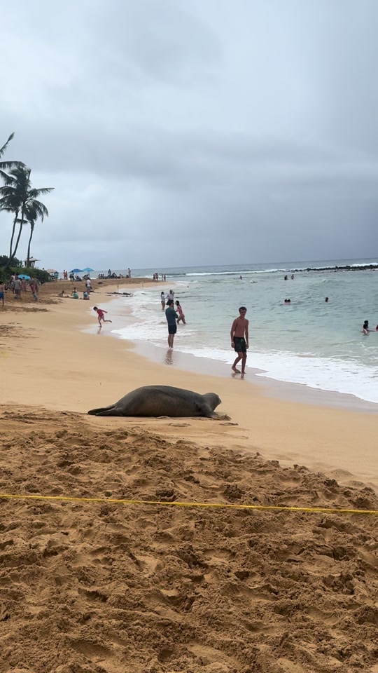 Hawaii 🔥 thumbnail from TikTok