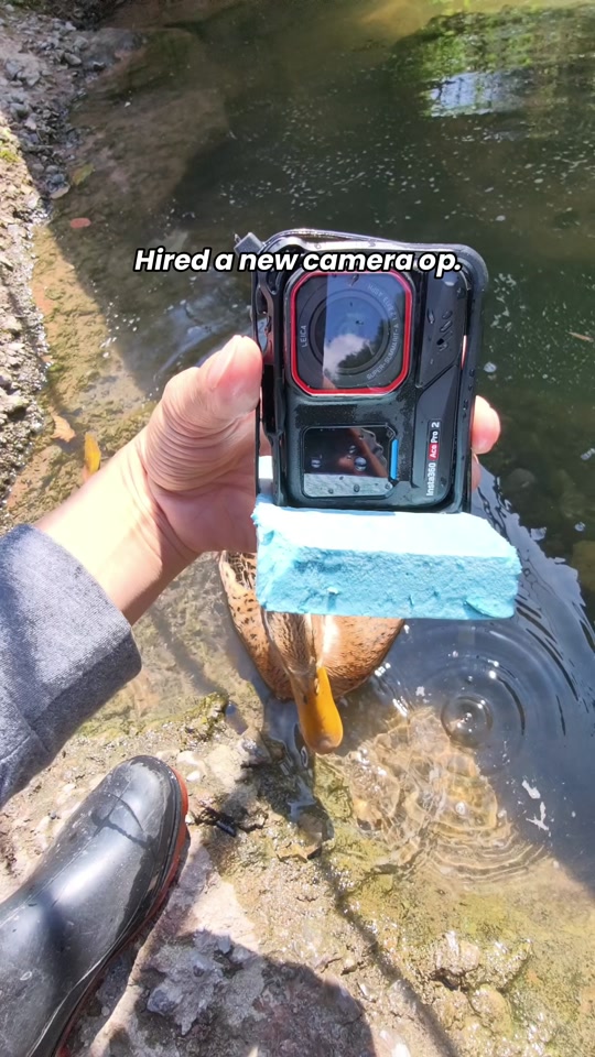 Our camera operator only accepts payment in breadcrumbs 🥖🦆 Good thing she can dive if needed 😂 📷 Xiangcunyaqu wit... thumbnail from TikTok