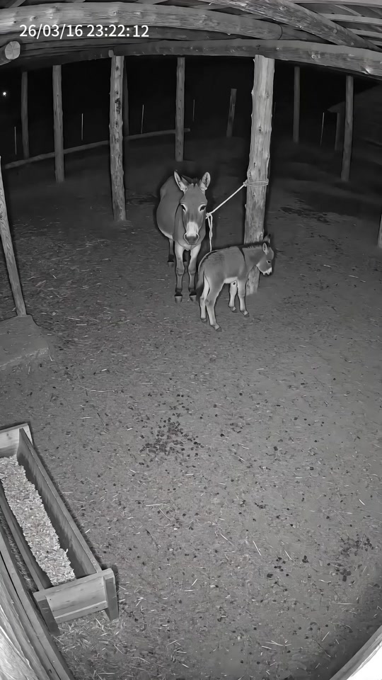 A fox sneaked into the donkey shed at night! It got kicked silly by the mother donkey! thumbnail from TikTok