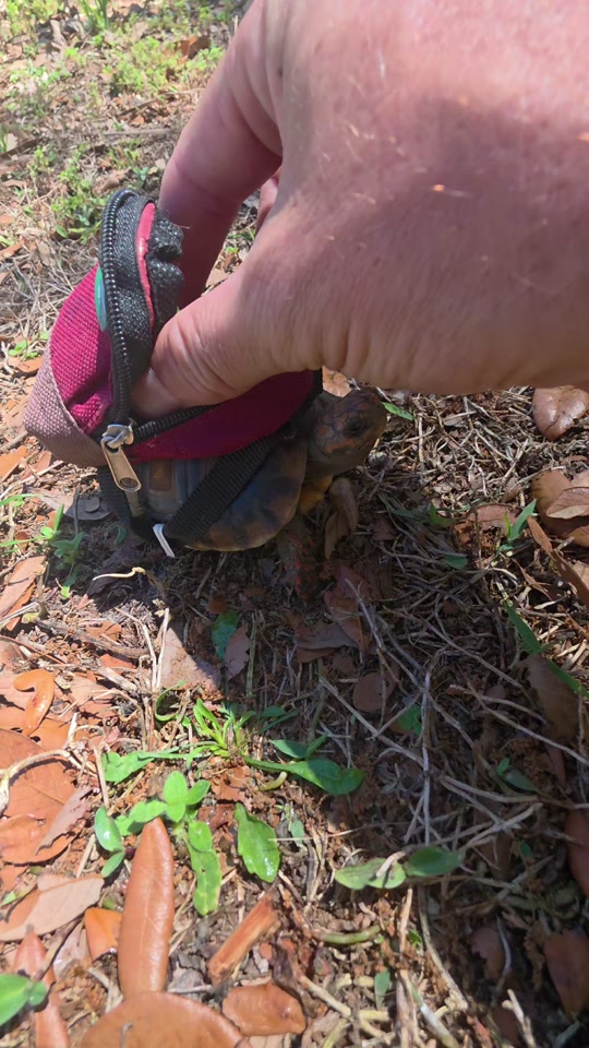 🍓 🐢 🎒 thumbnail from TikTok