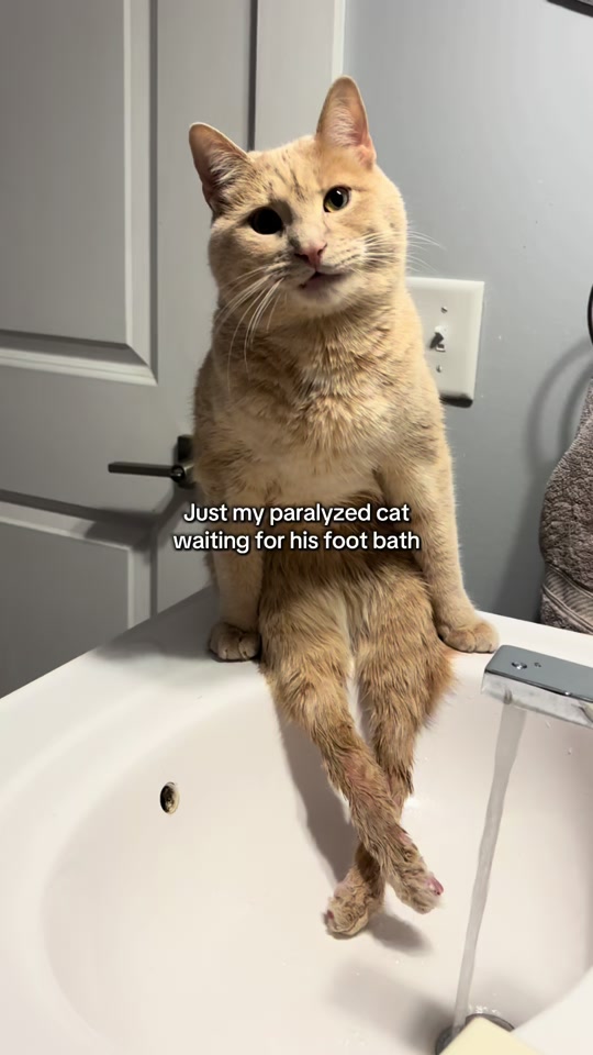 My paralyzed cat Ryder patiently waiting for his foot bath. 🐾 Somehow he always ends up looking like a little gentle... thumbnail from TikTok