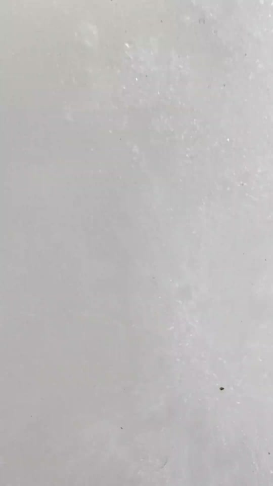 #seal #sealion #viral #fyp thumbnail from TikTok