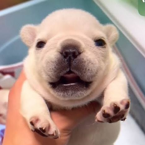 pibblefluencer channel avatar