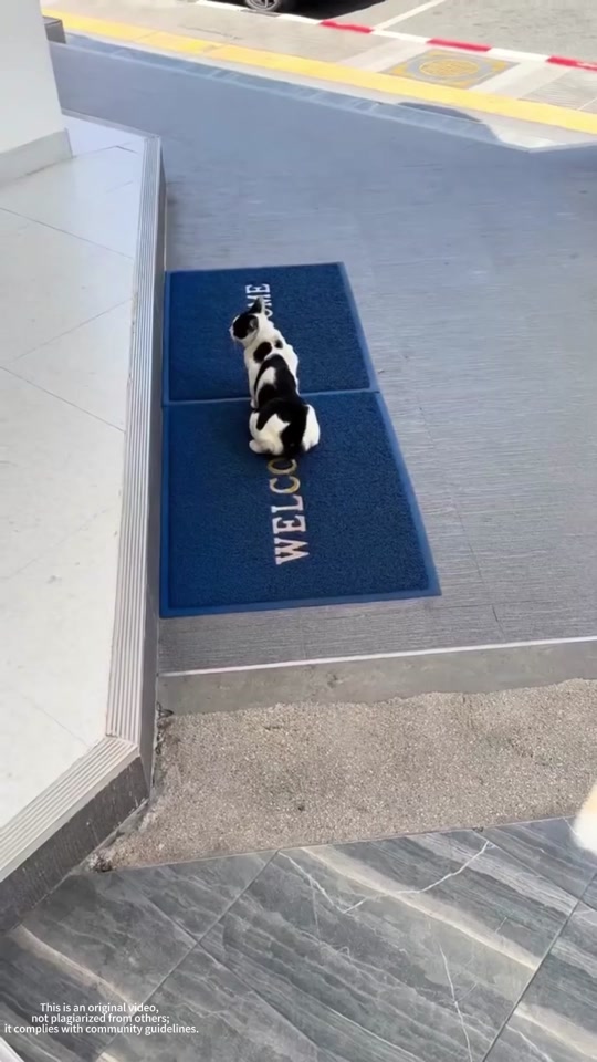 created by funnysleepycat with funnysleepycat’s original sound - funnysleepycat thumbnail from TikTok