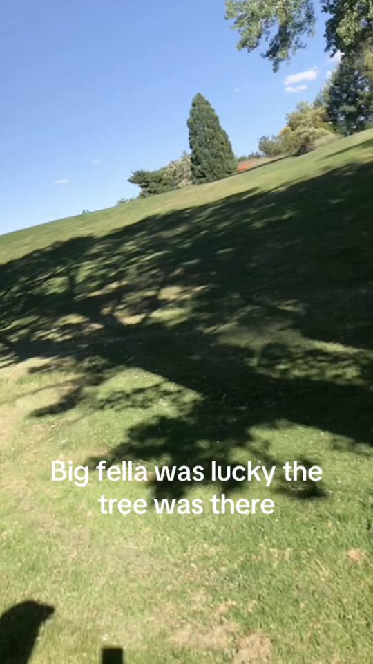 #marmotsafari #marmot #planetearth thumbnail from TikTok