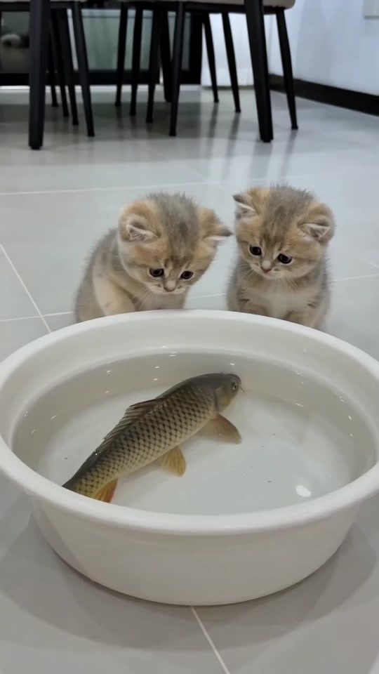 #cat #太可爱了 #治愈 thumbnail from TikTok