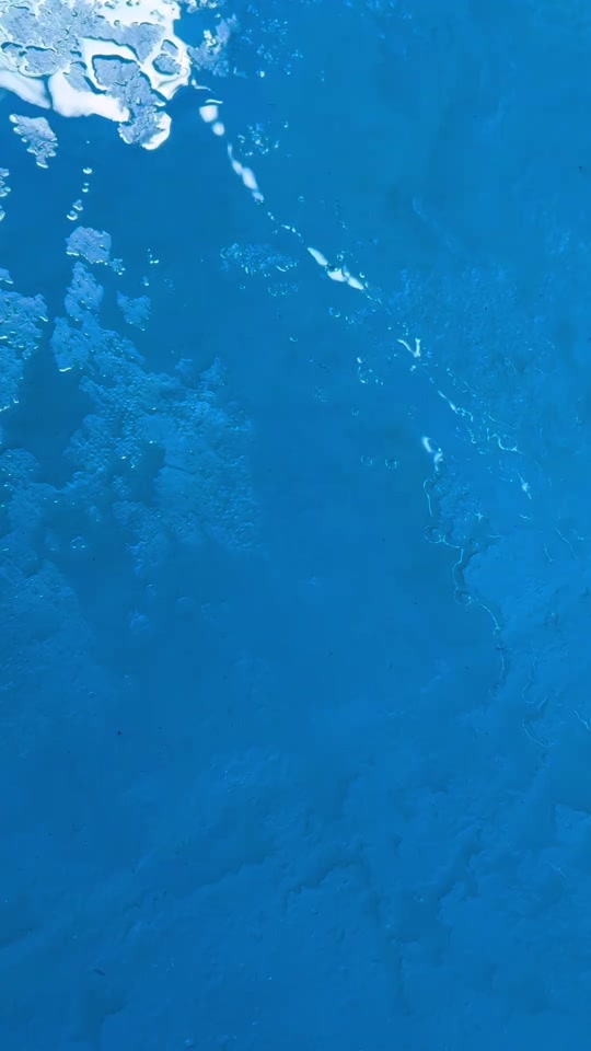 #fyp #viral #seal #sealion thumbnail from TikTok