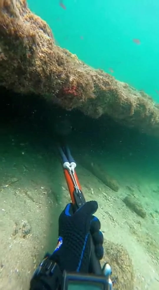Terrifying Moray Eel Attack! 😱🐍 thumbnail from TikTok