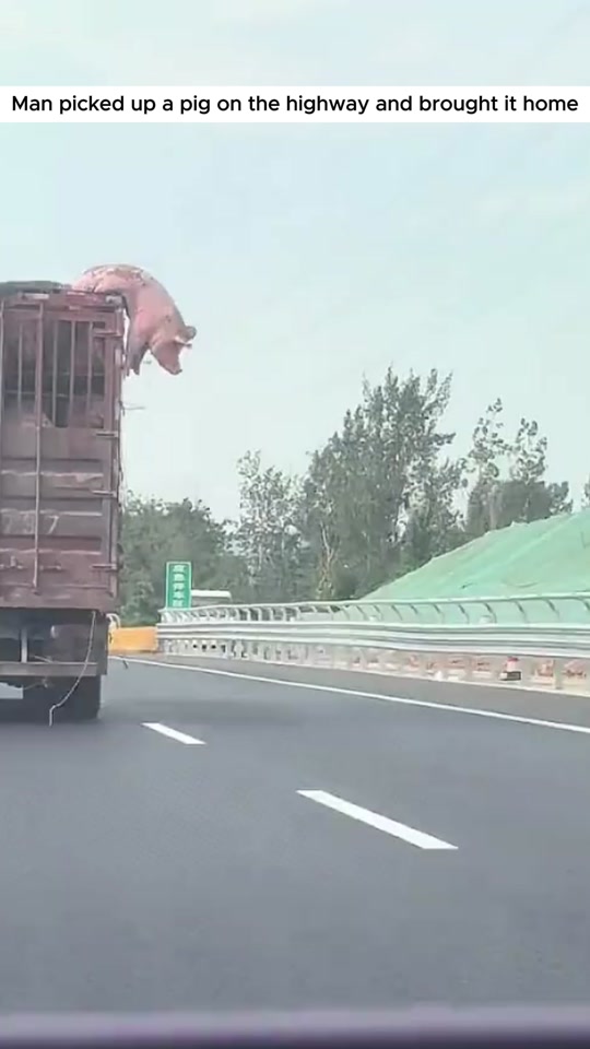 Man picked up a pig on the highway and brought it home thumbnail from TikTok