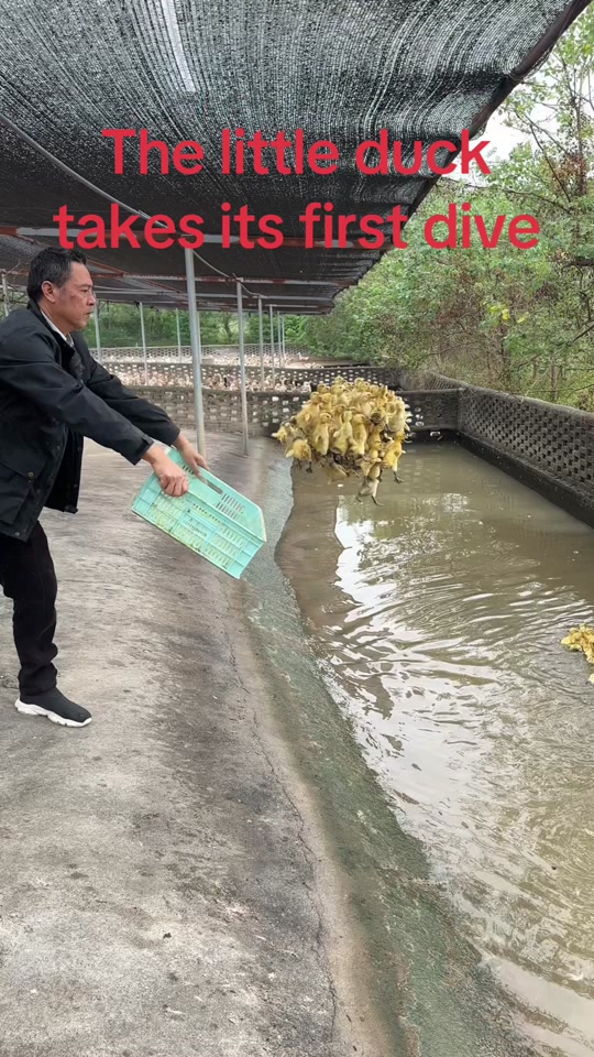 The little duck takes its first dive thumbnail from TikTok