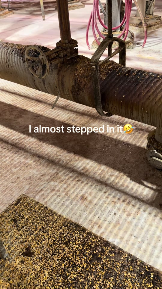 Would you step in it?? thumbnail from TikTok