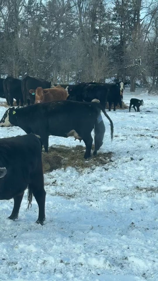 The calf is fine and his mama loves him, he just spooked her when he sneezed!  🤣 thumbnail from TikTok