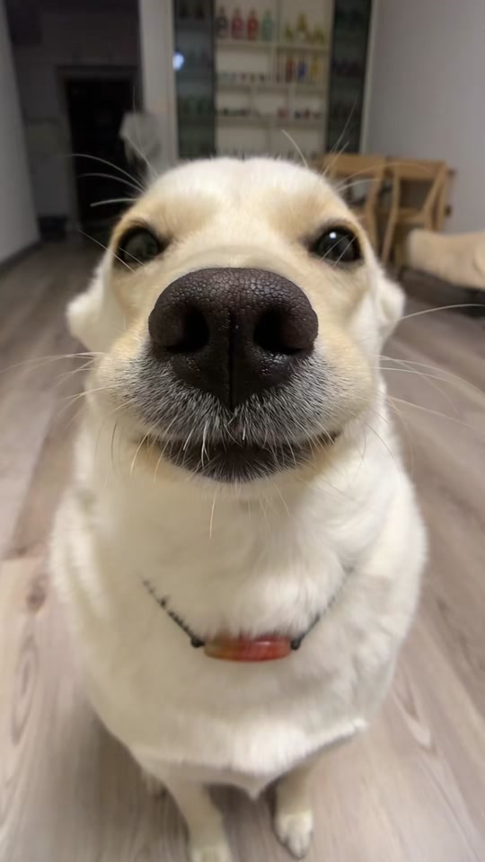 Shake it thumbnail from TikTok