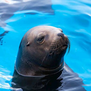 Seal channel avatar
