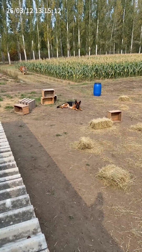 The brave cat actually repelled the tiger and saved the dog. thumbnail from TikTok