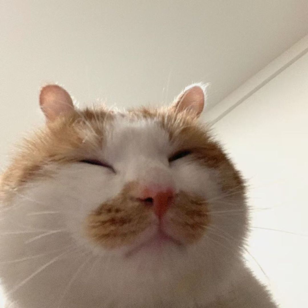 Sweet kitty channel avatar