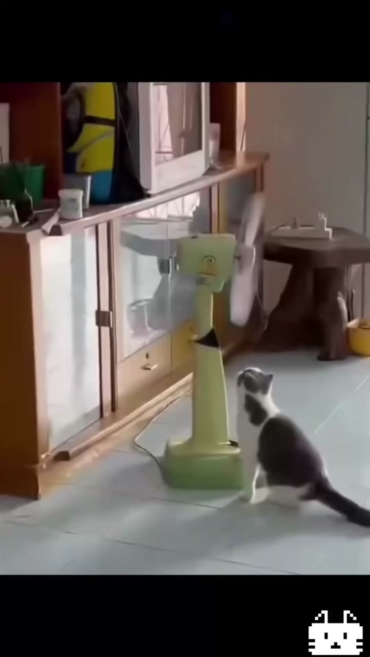 Why are cats like this. thumbnail from TikTok