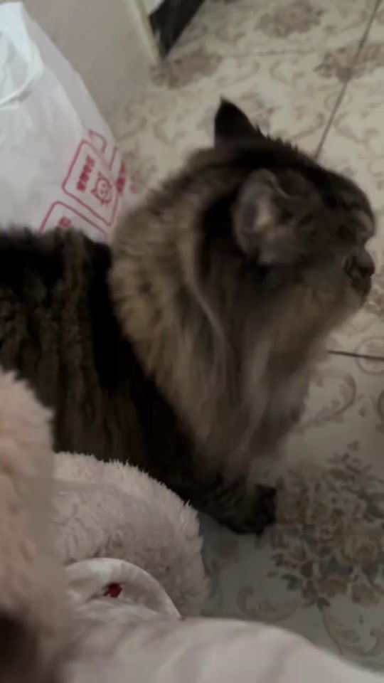 #catsoftiktok thumbnail from TikTok