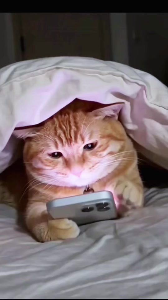 #funnycat #catsoftiktok #funnyvideo #catlover #fyp thumbnail from TikTok