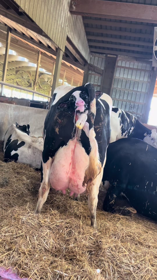 Un Parto Normal sin asistencia 🐮🙌🏻 thumbnail from TikTok