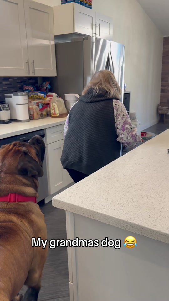 Bowser 😦 (🎥:bowserthemastiff/ig) thumbnail from TikTok