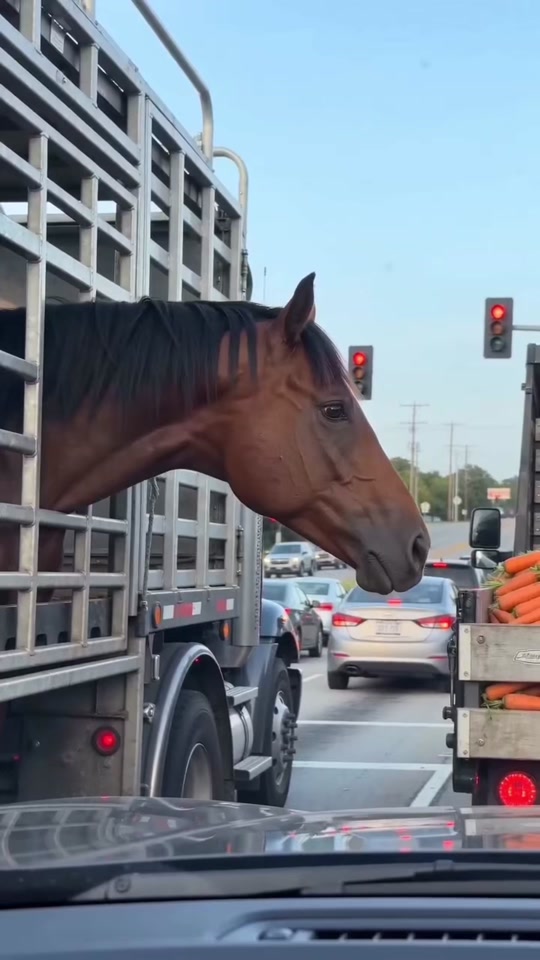 I was threatened by a horse. thumbnail from TikTok