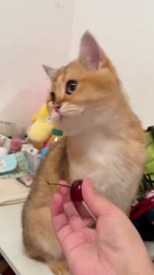 #cat #cute #funnyvideos #fyp #funny thumbnail from TikTok