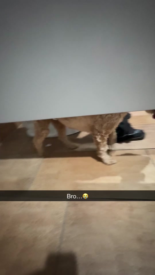 Random dog btw… thumbnail from TikTok