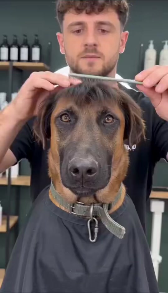 It's hot to cut the dog's hair. thumbnail from TikTok