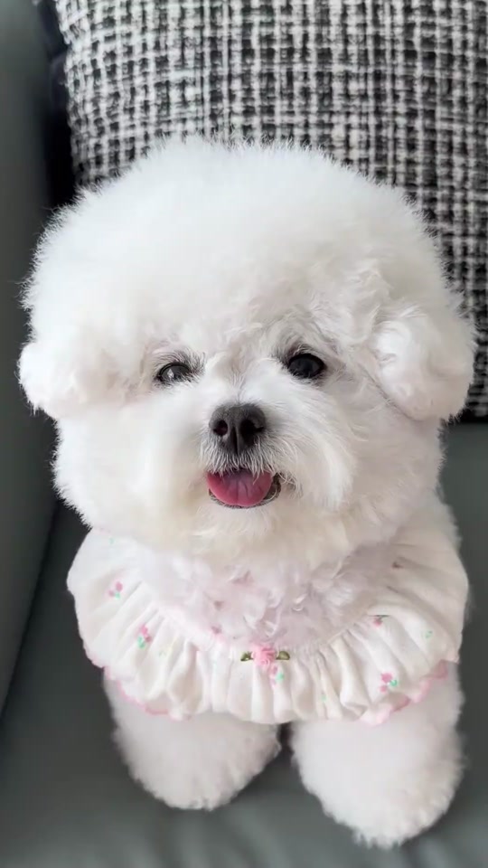 #foryou #fyp #dog thumbnail from TikTok